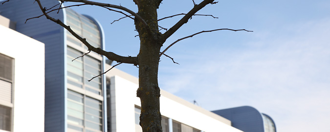 This view of a bare winter tree outside white buildings accompanies all pages related to Landlord or Agency representation on the RealCorp Luxembourg website