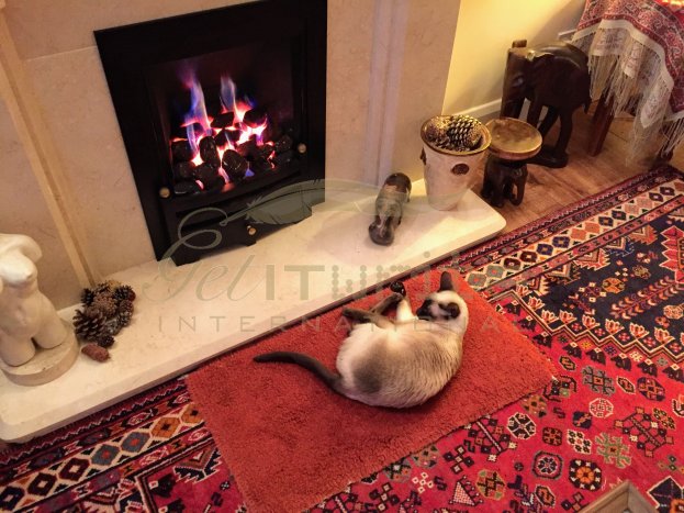 Siamese cat warm hearth - Get IT Write International