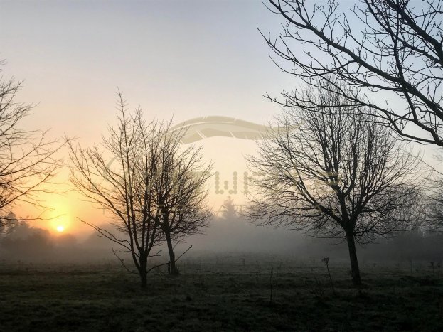 Misty sunrise through winter trees - Get IT Write International